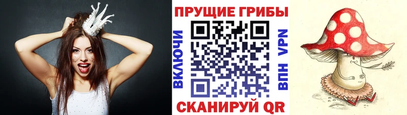 Галлюциногенные грибы Psilocybe  Севастополь 